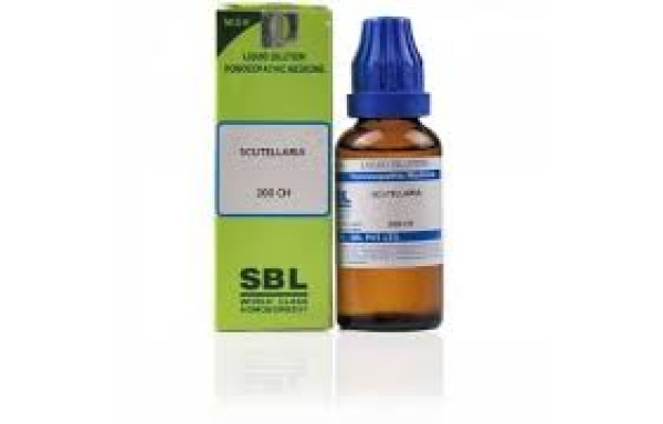 Scutellaria